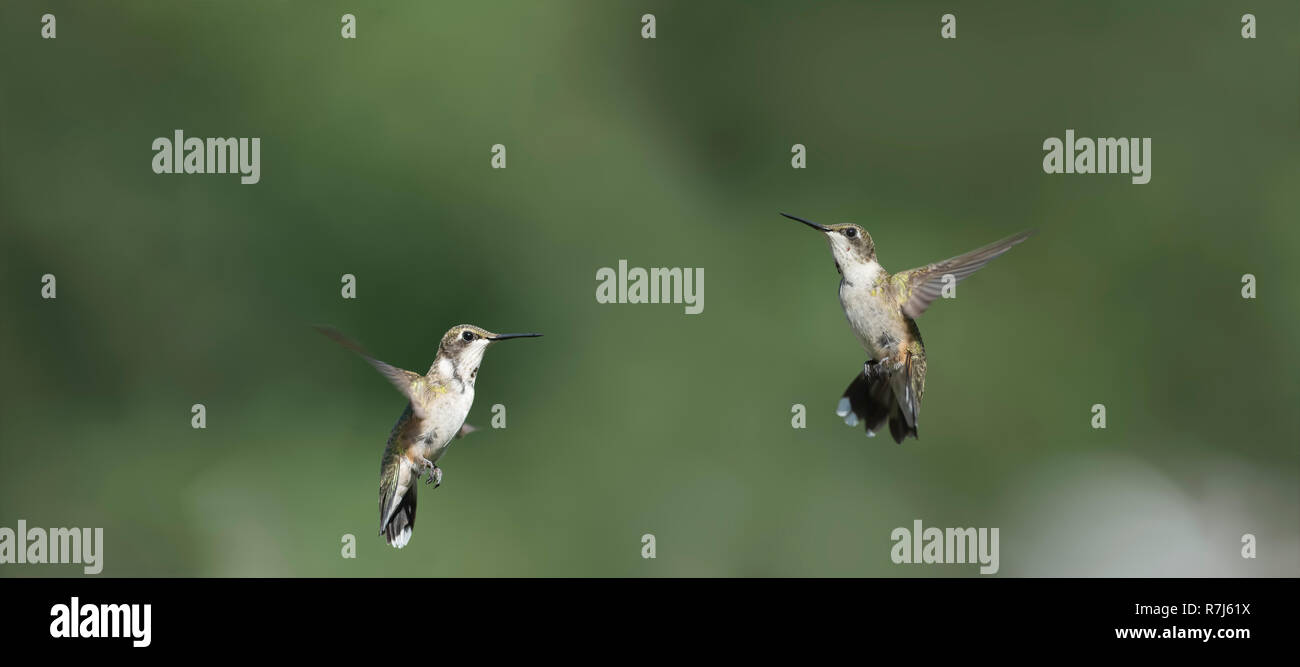 Zwei Ruby-throated Kolibris sparring im Garten Stockfoto