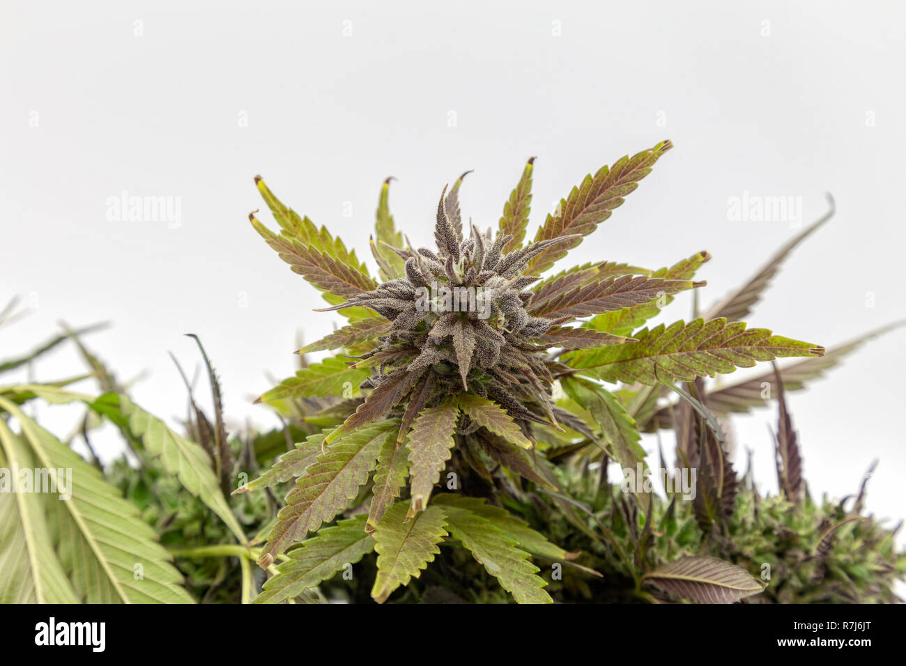 Makro Details eines Schwarzen Lotus Kush Bud. Stockfoto