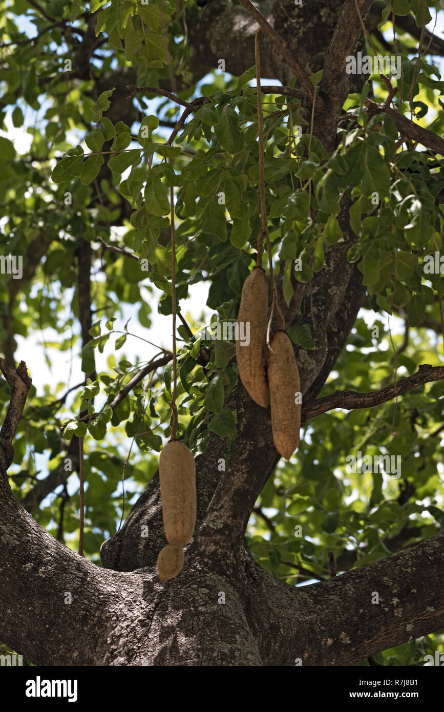 Reife Früchte hängen an den Baum, Wurst, Kigelia Pinnata, Botswana Stockfoto