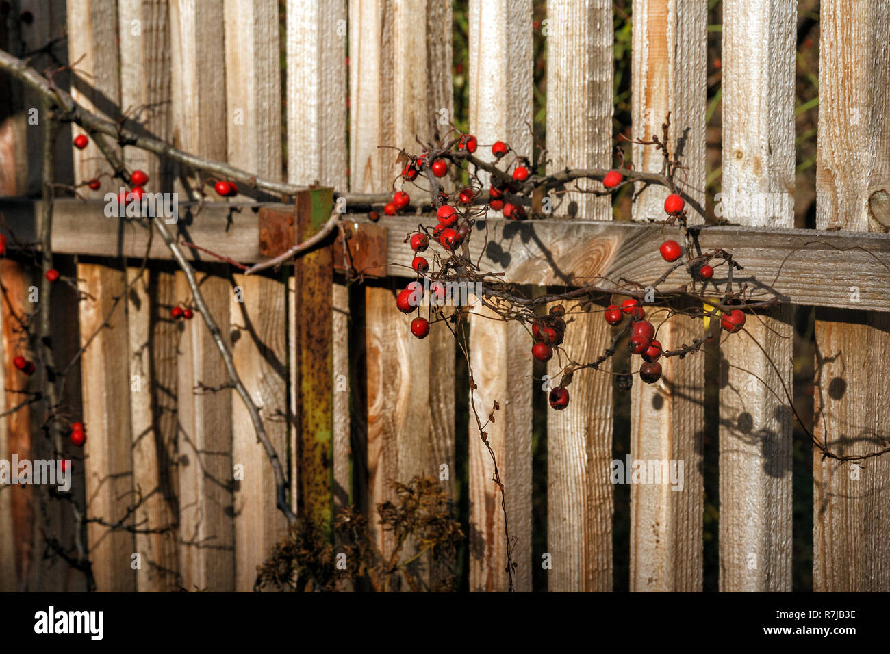 Rote Herbst Beeren auf einem Zweig auf einer hölzernen alten Zaun im Sonnenlicht. Kopieren Sie Platz. Stockfoto