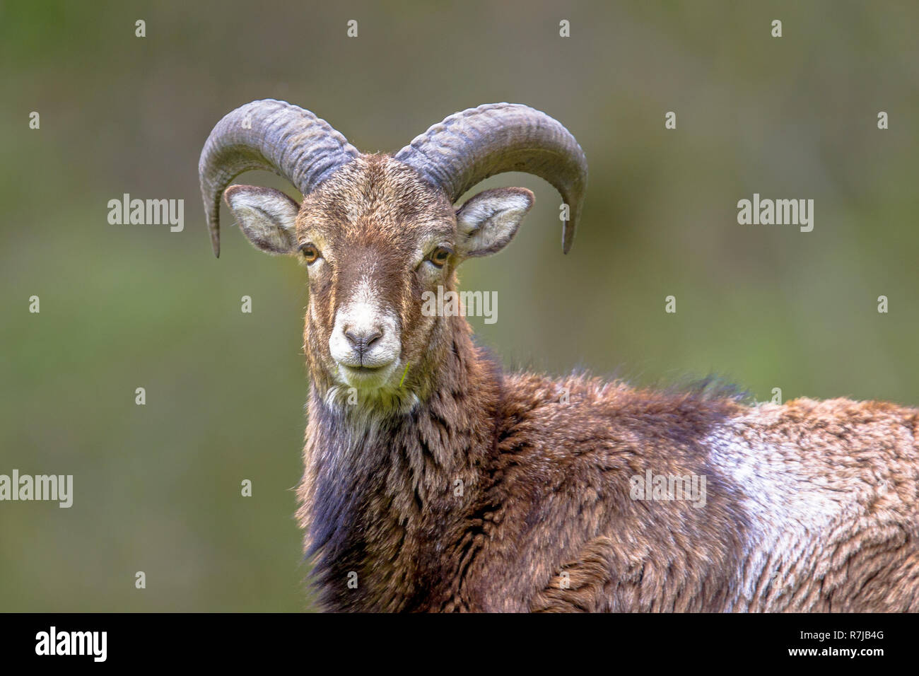 Close up Frontalansicht des männlichen Mufflon (Ovis gmelinii) Schaf Stehend auf einem Hügel im Wald und Kamera mit Augenkontakt Stockfoto