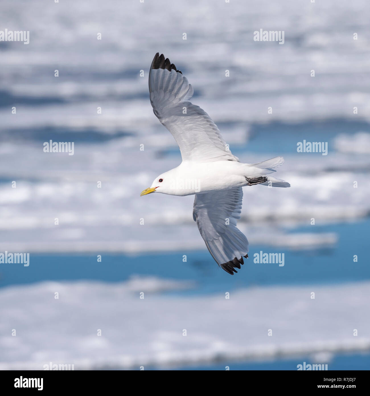 Schwarz-legged Dreizehenmöwe (Rissa tridactyla tridactyla) im Flug, Hinlopen Strait, Svalbard, Das arktische Norwegen Stockfoto