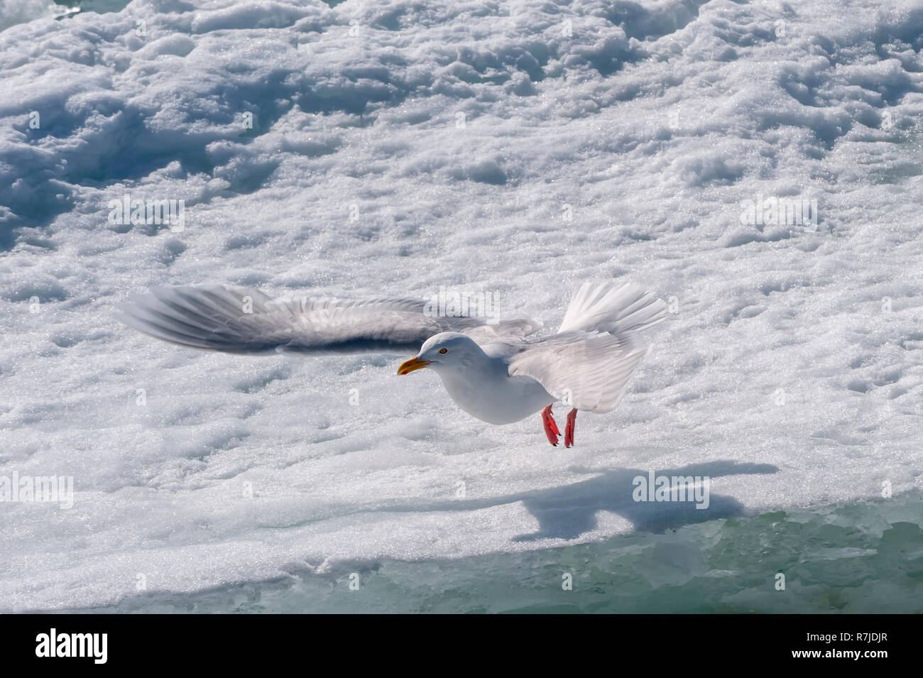 Glaucous Gull (Larus Hyperboreus), Olgastretet (Edge Island), Spitzbergen, Arktis Norwegen Stockfoto