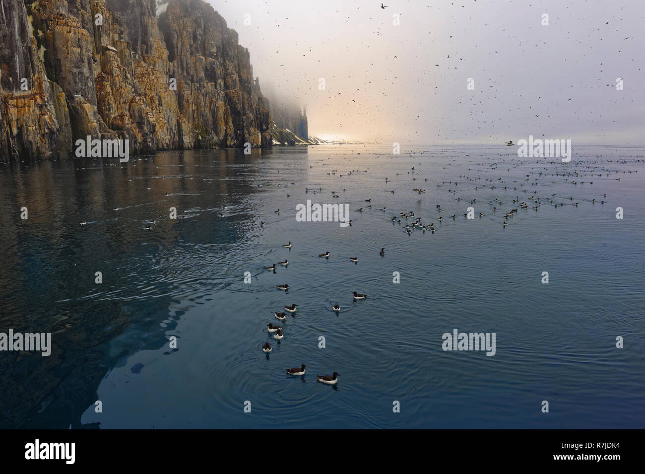 Thick-billed Murres (Uria lomvia) oder Brunnich der trottellummen Kolonie, Alkefjellet vogel Klippe, Hinlopen Strait, Spitzbergen, Svalbard, Stockfoto