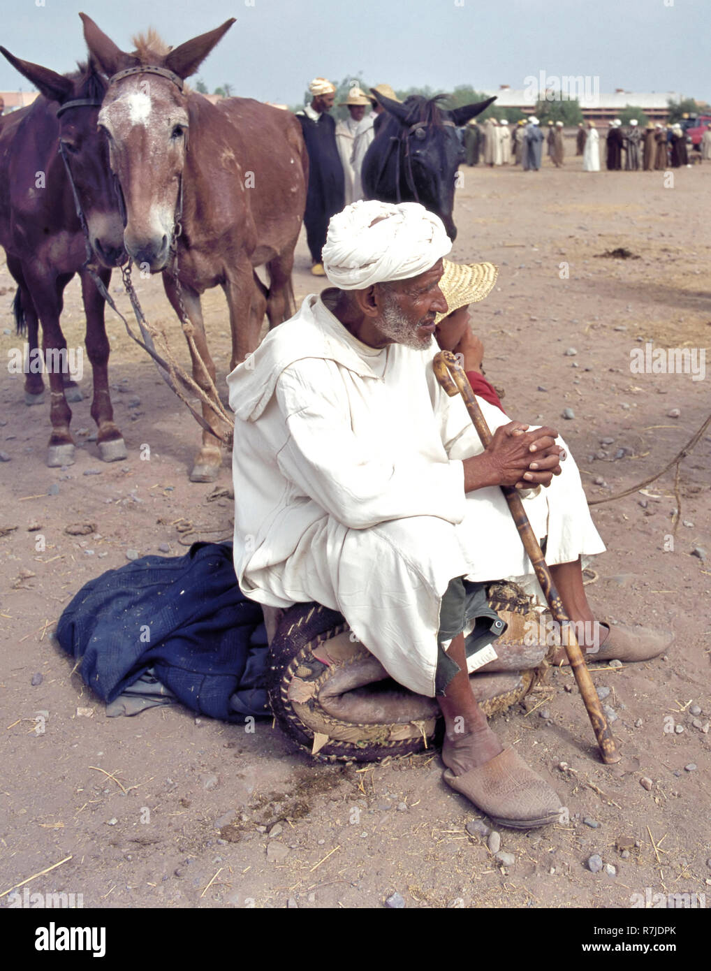 Tafilalet, Morocco-July 11, 2014: Viehmarkt, wo Esel, Pferde, Kamele und Dromedare werden verkauft Stockfoto