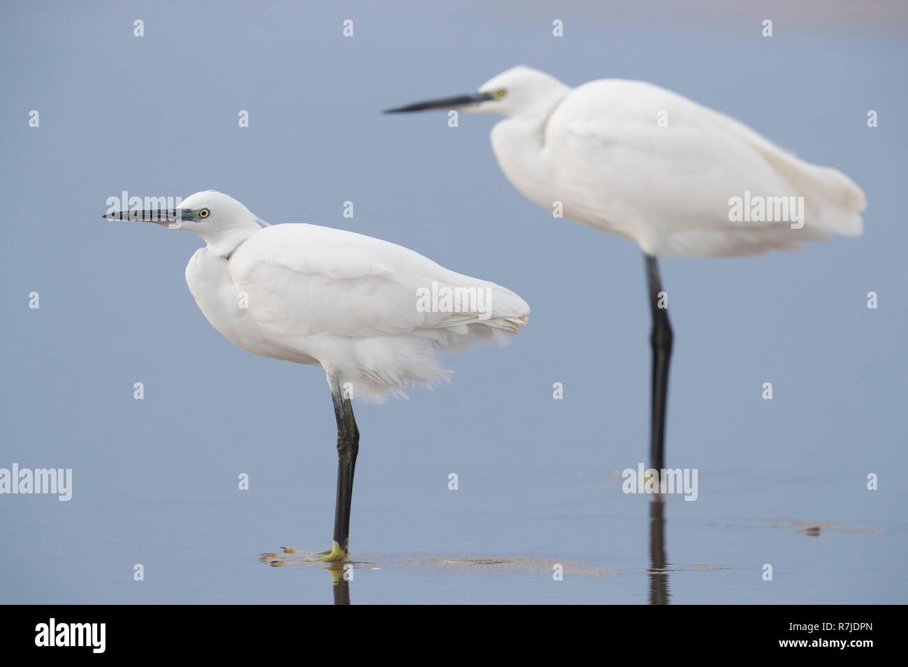 Seidenreiher (Egretta garzetta), zwei Personen stehen am Ufer Stockfoto