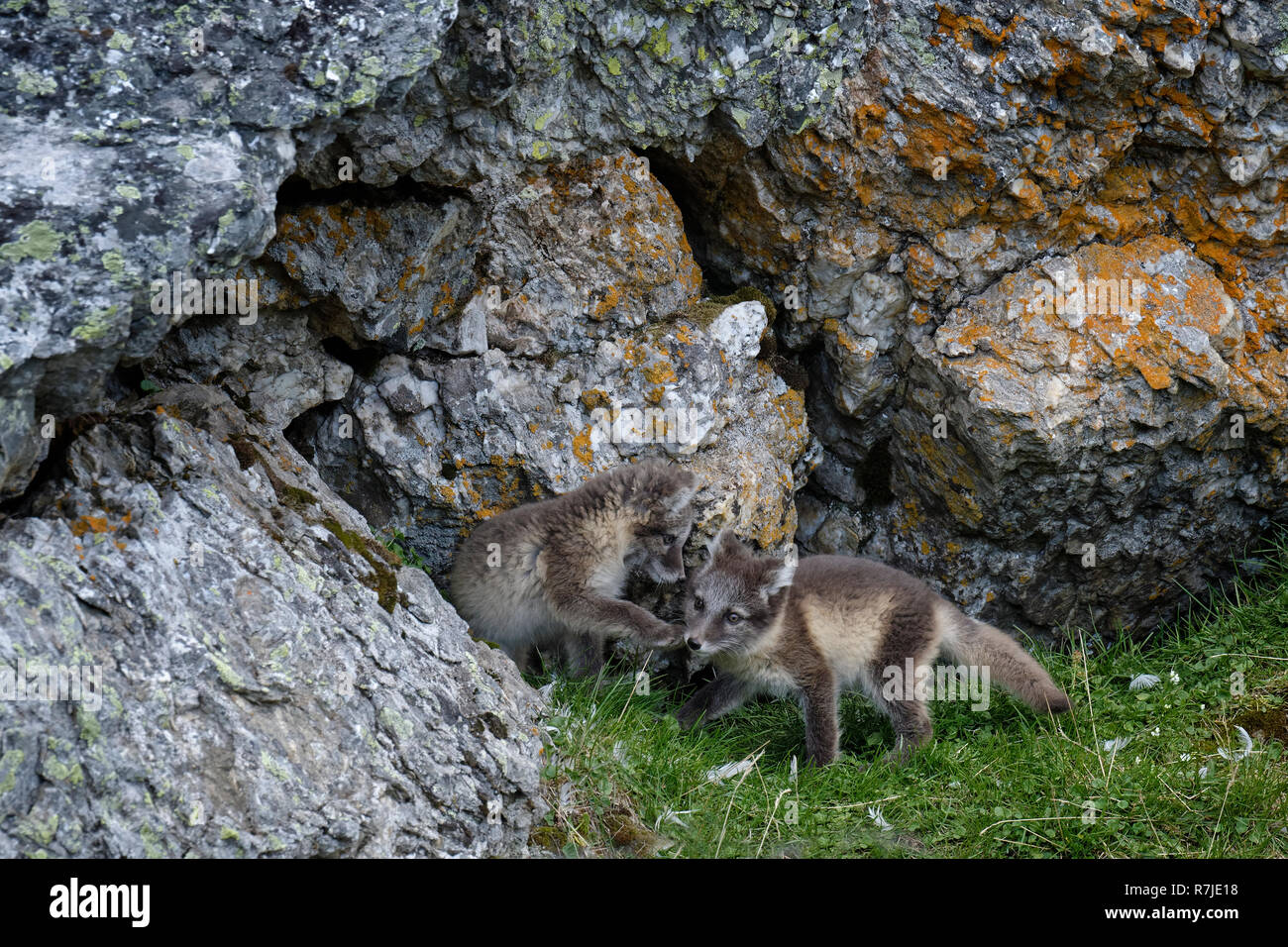 Jungen Polarfüchsen (Vulpes lagopus) beim Spielen in der Nähe der Höhle, Alkhornet, Svalbard, Norwegen Stockfoto