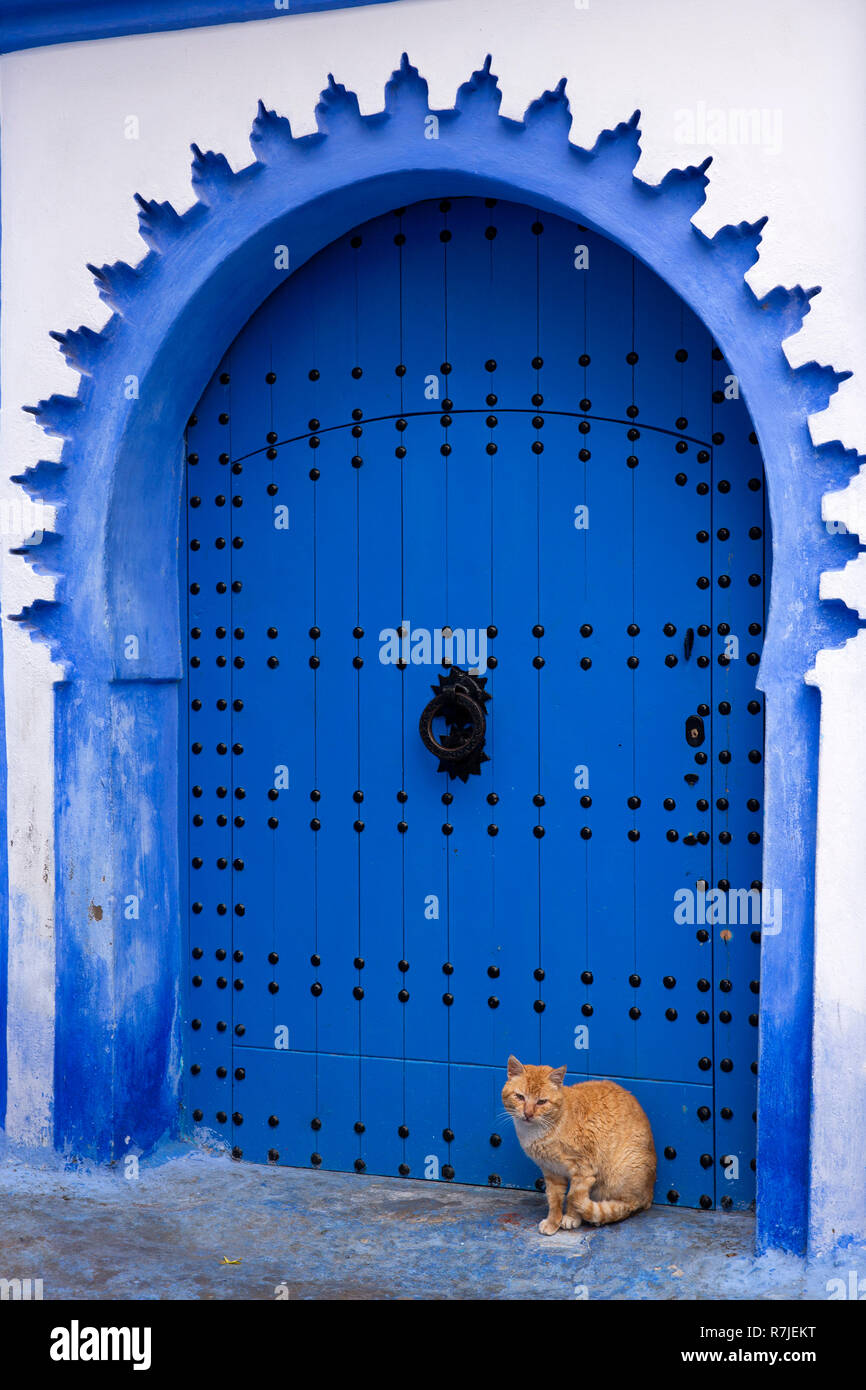 Marokko, Fes, blaue Stadt, Medina, Katze in blau lackiert gewölbt Haus Eingang Stockfoto