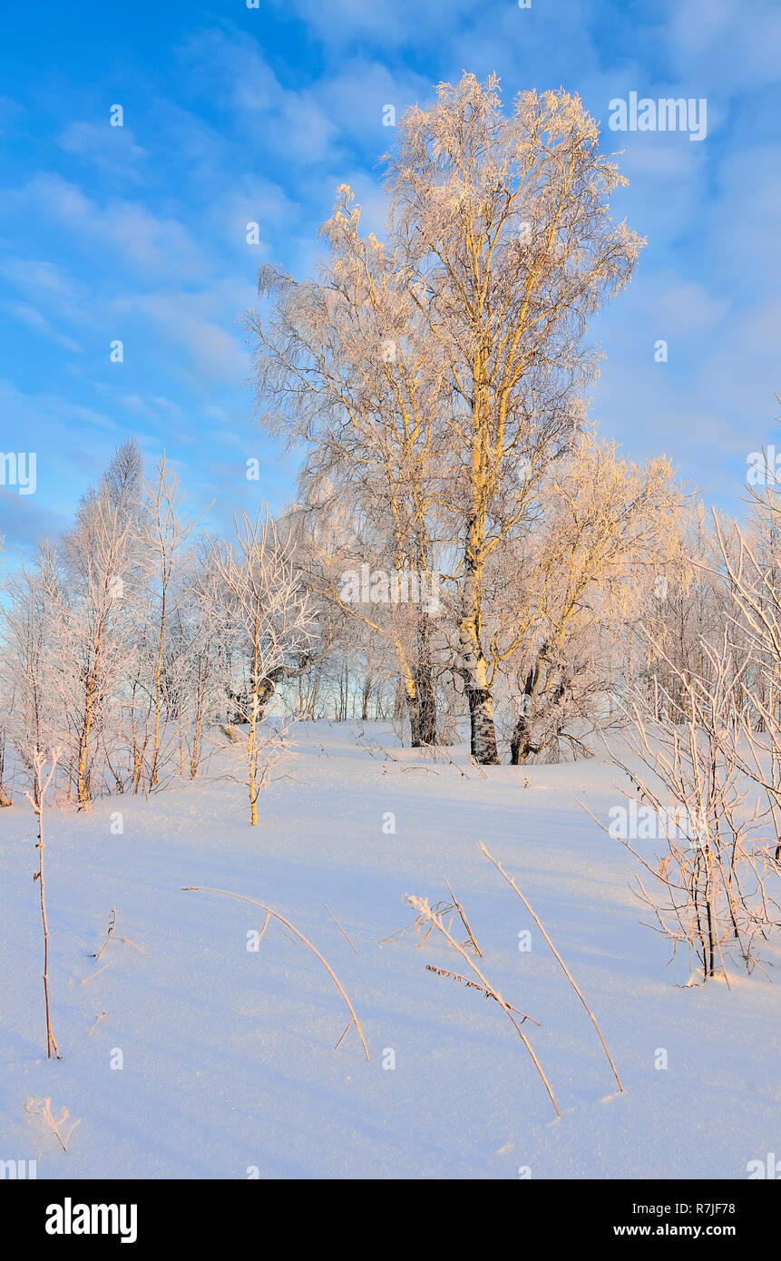 Winterlandschaft - Birken mit Raureif an Sonnenstrahlen der untergehenden Sonne - Märchen von der frostigen Winter Natur abgedeckt Stockfoto