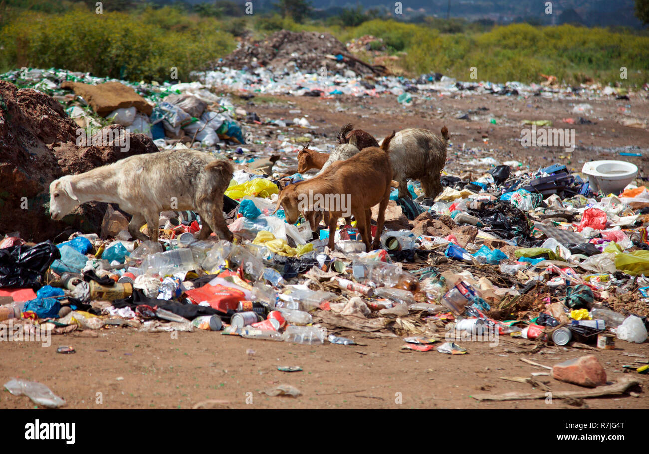 Verwilderte ziegen Nahrungssuche auf Mooiplaas rub Müllkippe; Gautang; Johannesburg, Südafrika Stockfoto