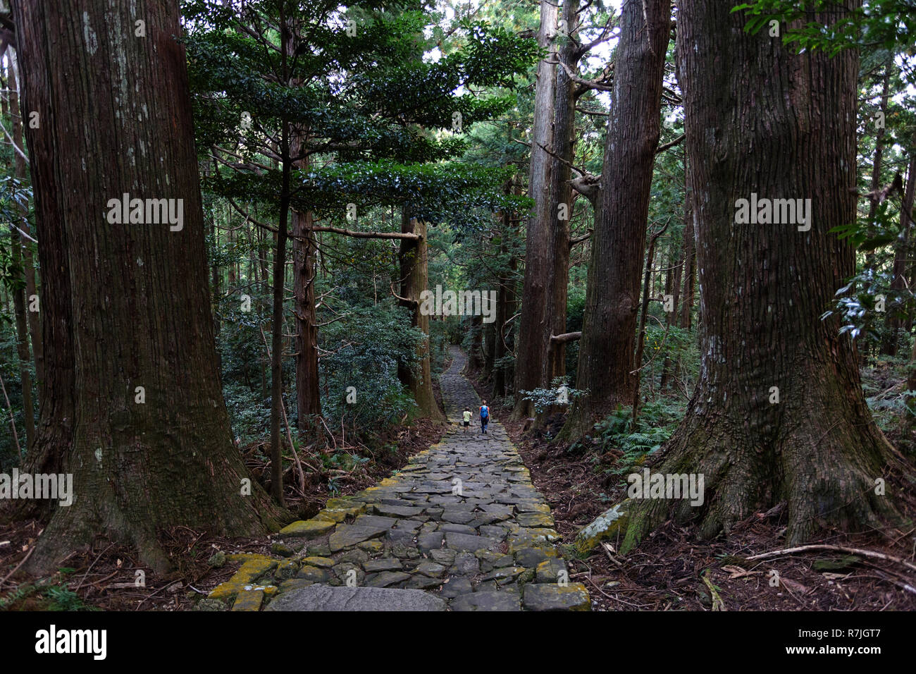 Mutter und Sohn wandern die Kumano Kodo bei Daimon-zaka, einem heiligen Trail als UNESCO-Weltkulturerbe im Nachi, Wakayama, Japan bezeichnet. Stockfoto