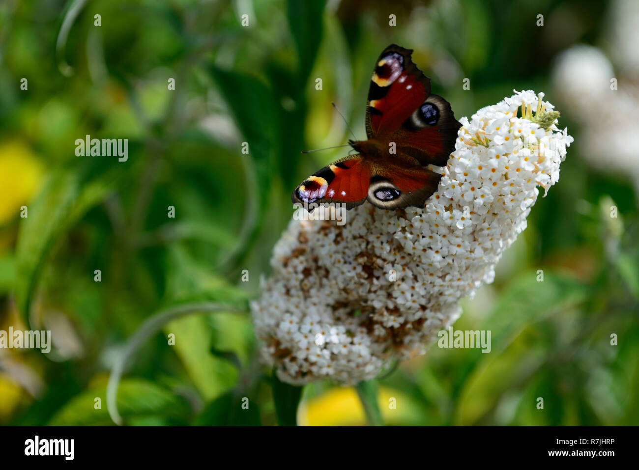 Tagpfauenauge, Nymphalis io, Buddleja davidii White Profusion, Flieder, Blumen, Blume, Futter, Fütterung, Nektar, Wild, Insekten freundlich, Gartenarbeit, RM F Stockfoto