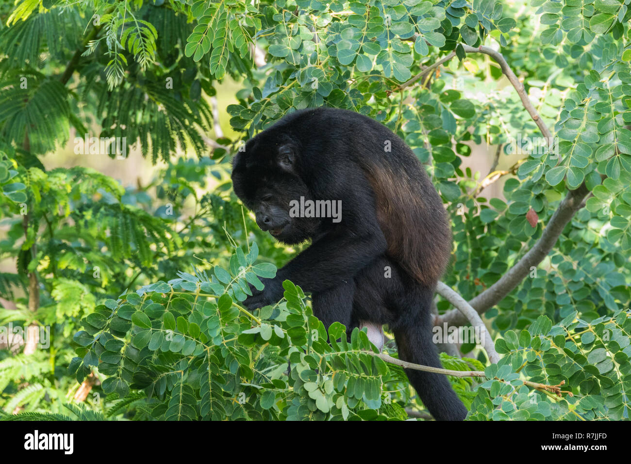 Schwarzer Brüllaffe Alouatta monotypische Gattung, in der unterfamilie Alouattinae, einer der größten der Neuen Welt Affen, Grünfutter für Essen in seinem Lebensraum Regen Stockfoto