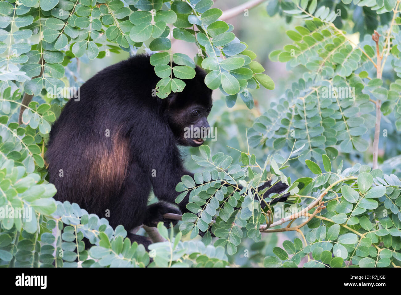 Schwarzer Brüllaffe Alouatta monotypische Gattung, in der unterfamilie Alouattinae, einer der größten der Neuen Welt Affen, Grünfutter für Essen in seinem Lebensraum Regen Stockfoto