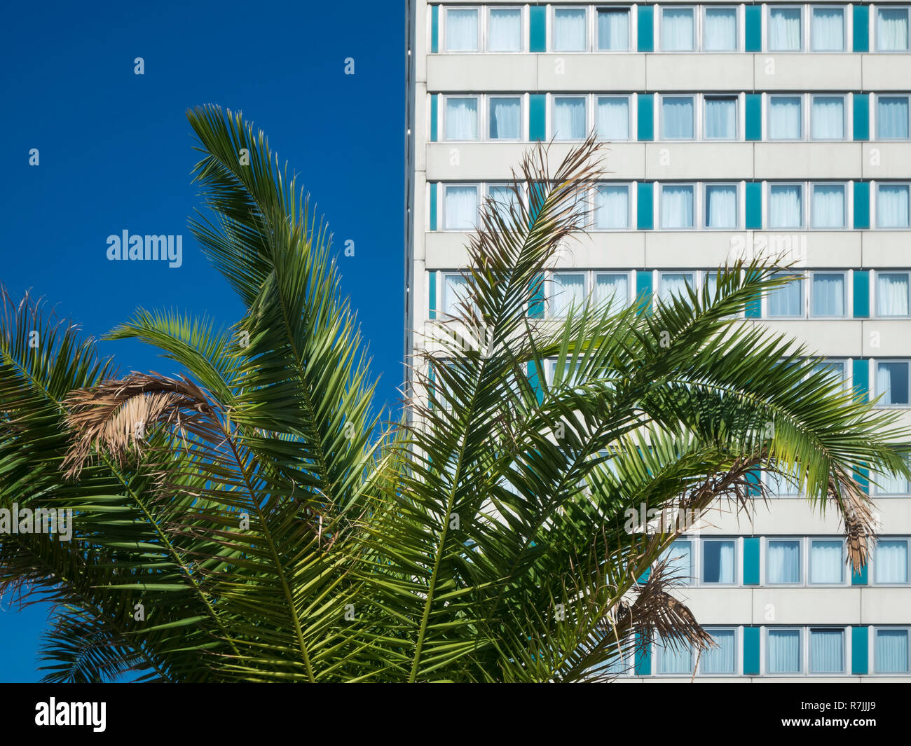 Palm Datum vor den Fenstern eines deutschen Hotel mit sommerlich blauen Himmel. Stockfoto