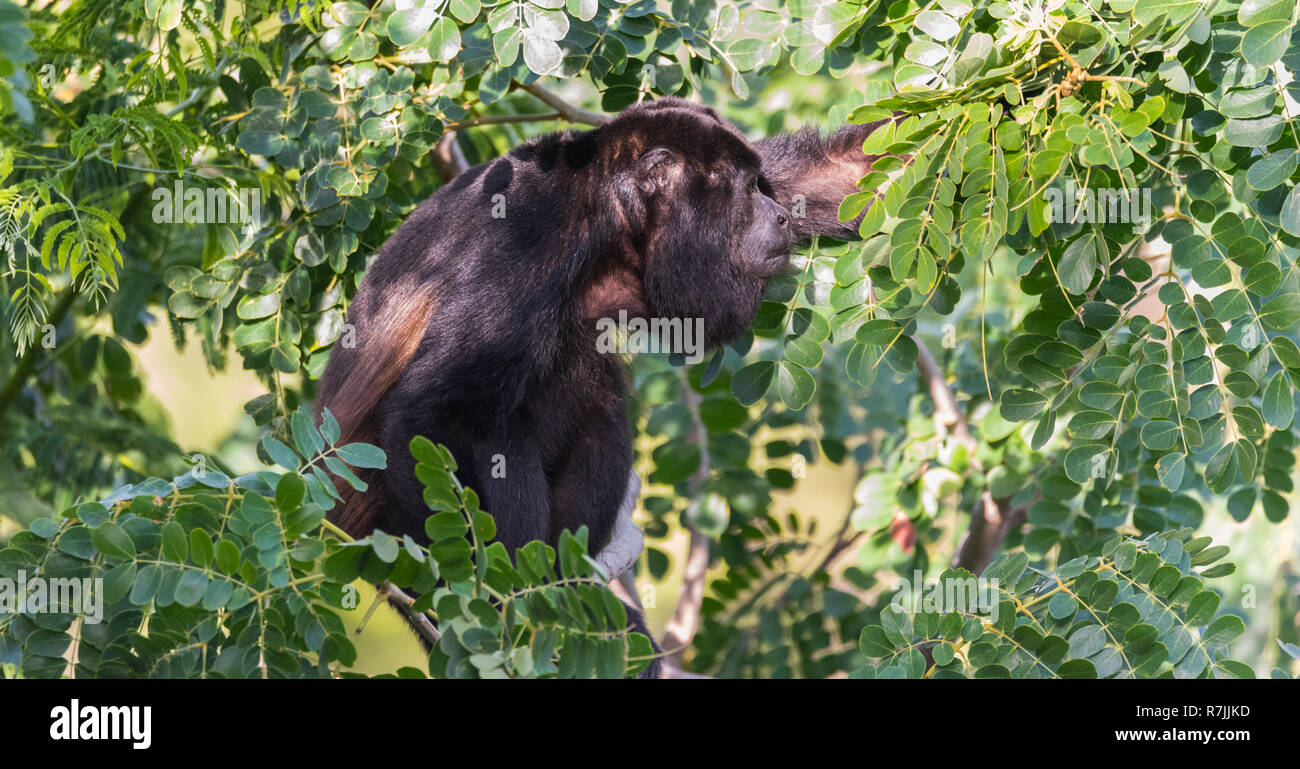 Schwarzer Brüllaffe Alouatta monotypische Gattung, in der unterfamilie Alouattinae, einer der größten der Neuen Welt Affen, Grünfutter für Essen in seinem Lebensraum Regen Stockfoto
