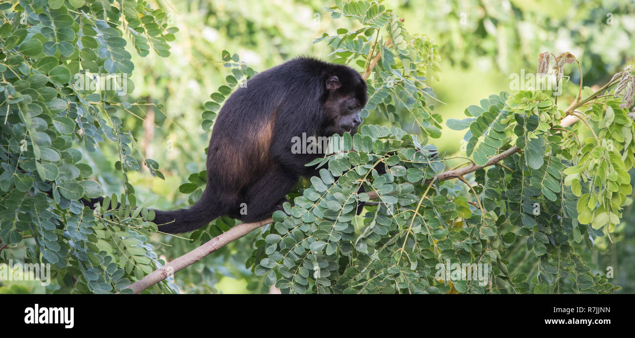 Schwarzer Brüllaffe Alouatta monotypische Gattung, in der unterfamilie Alouattinae, einer der größten der Neuen Welt Affen, Grünfutter für Essen in seinem Lebensraum Regen Stockfoto