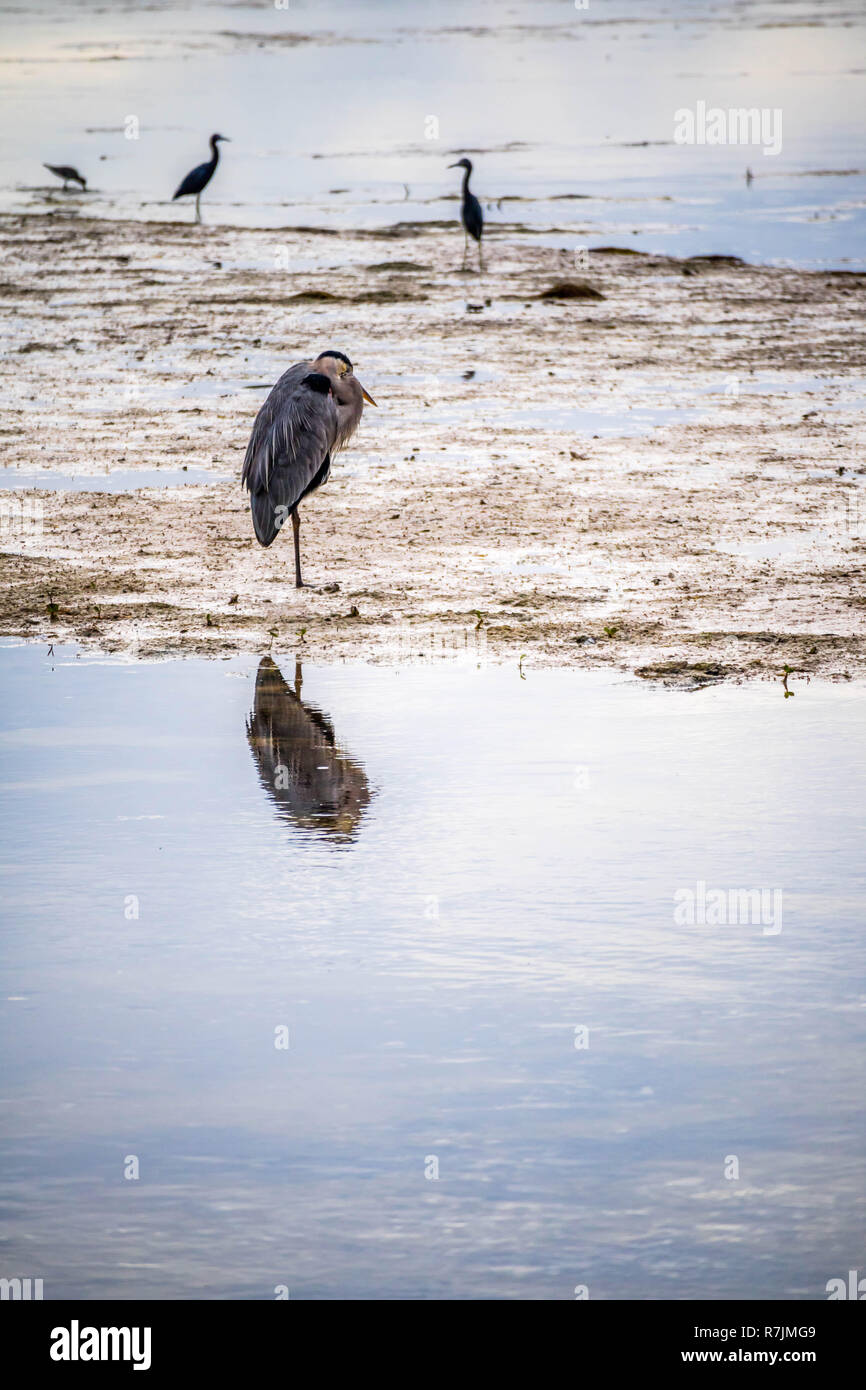 Eine Tri-Colored Reiher auf Sanibel Island, Florida Stockfoto