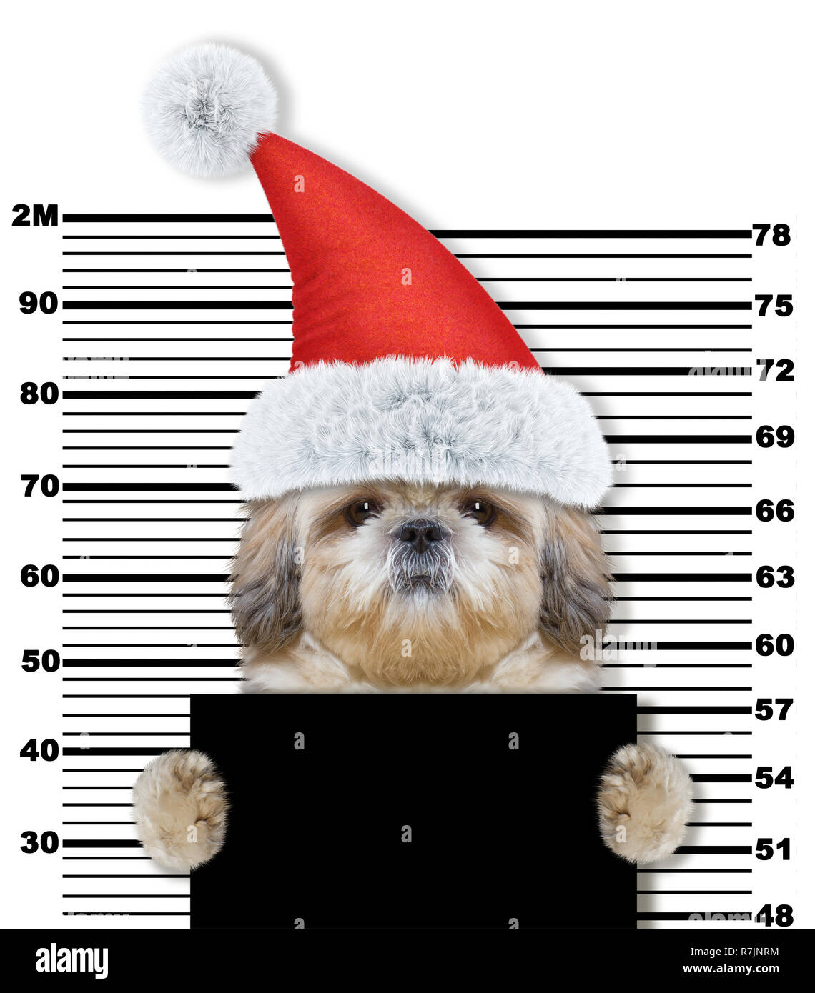 Shitzu Hund als Weihnachtsmann im Gefängnis. Auf weiß Isoliert Stockfoto