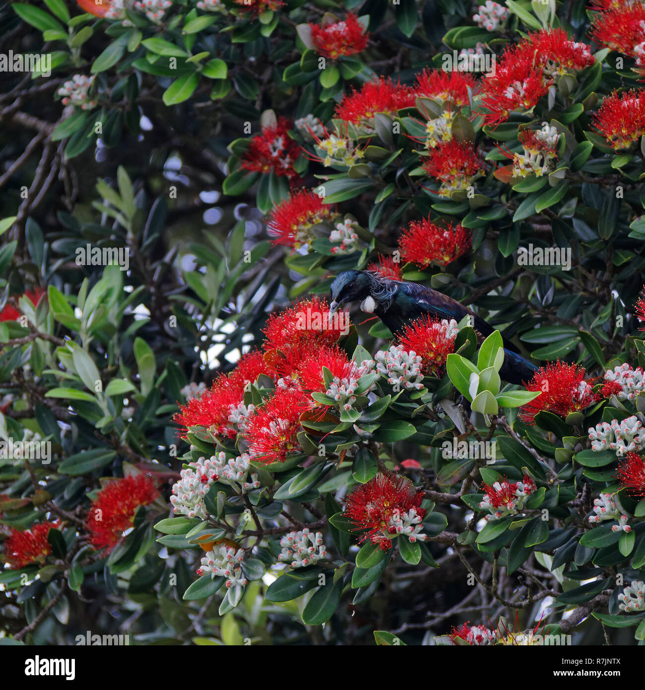 Tui trinken Nektar aus einer Pohutukawa Baum, der Neuseeländischen Weihnachtsbaum, Neuseeland einheimische Stockfoto