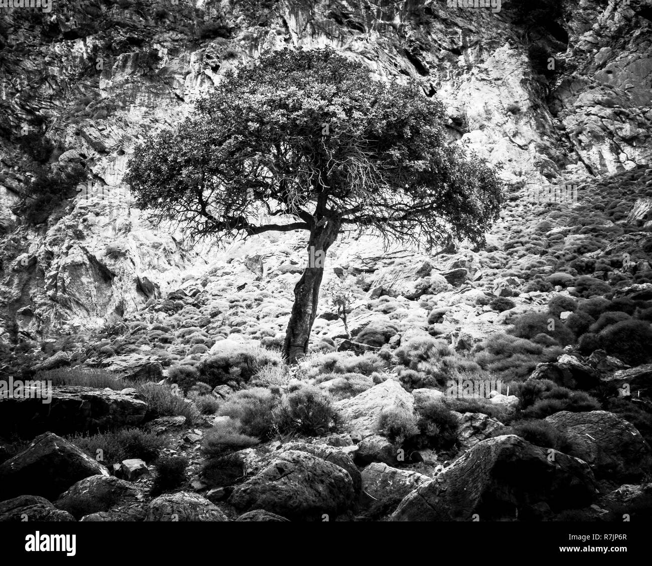 Baum auf felsigen Klippen; Kreta; Griechenland Stockfoto
