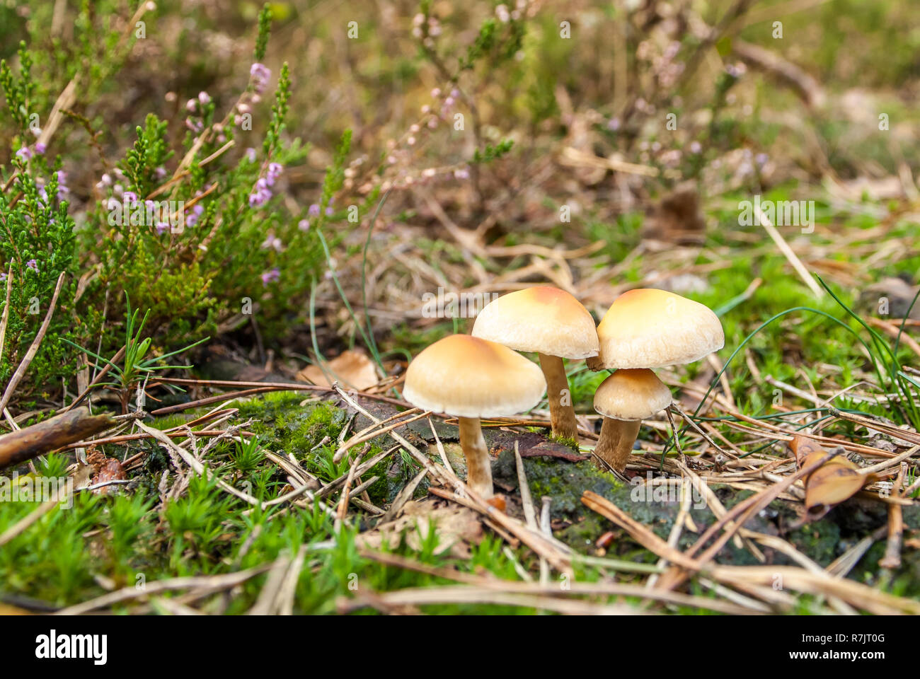 Pilze in einem Wald an einem sonnigen Tag in den Niederlanden Stockfoto