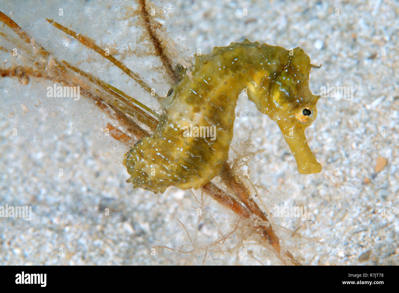 Kurze-snouted Seepferdchen (Hippocampus Hippocampus), Schwarzes Meer, Krim, Ukraine Stockfoto