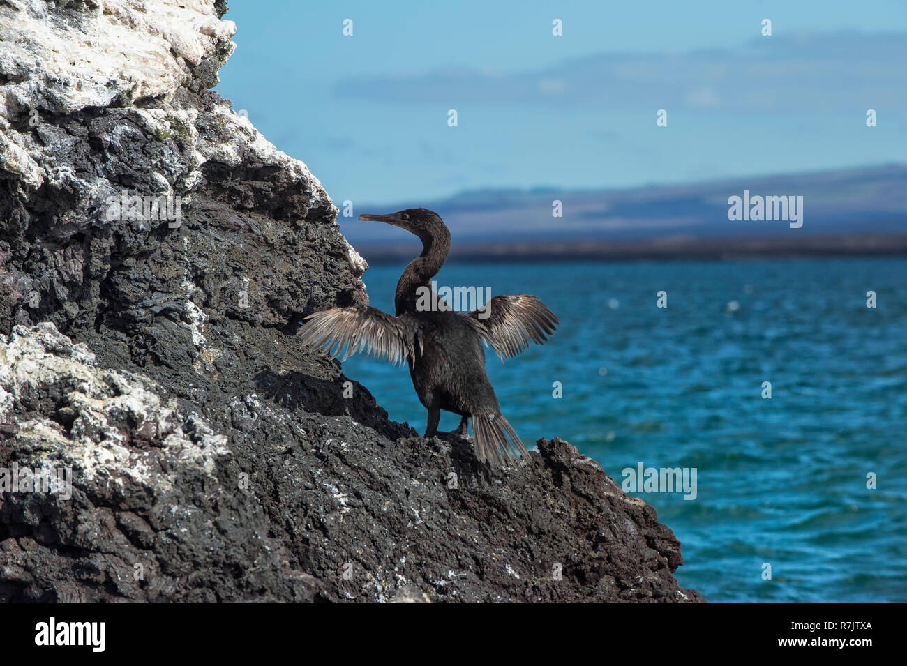 Flugunfähigen Kormoran (Phalacrocorax harrisi), Elisabeth Bucht, Insel Isabela, Galapagos, Ecuador Stockfoto