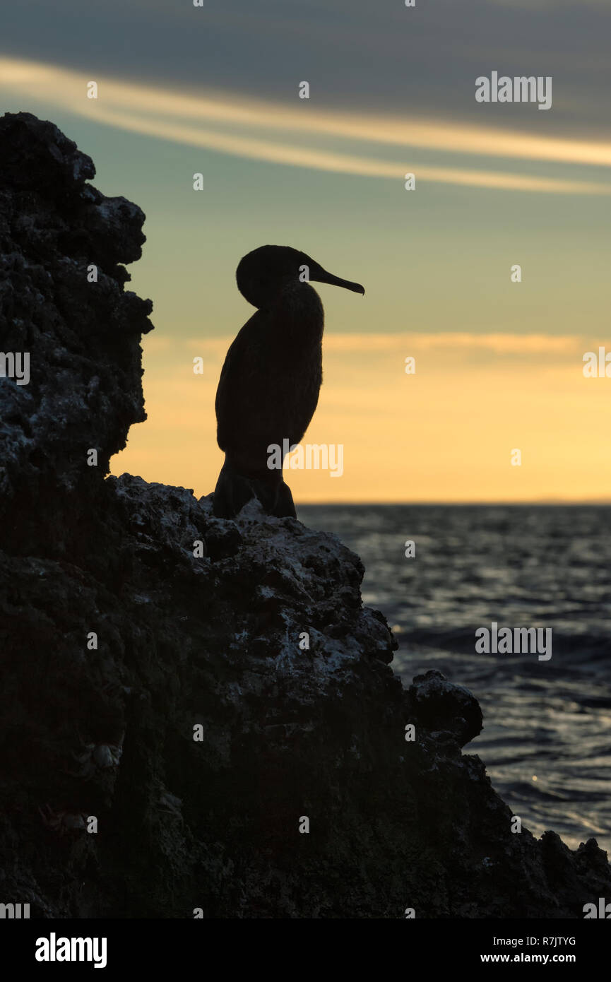 Flugunfähigen Kormoran (Phalacrocorax harrisi) in der Abenddämmerung, Elisabeth Bucht, Insel Isabela, Galapagosinseln, Ecuador Stockfoto