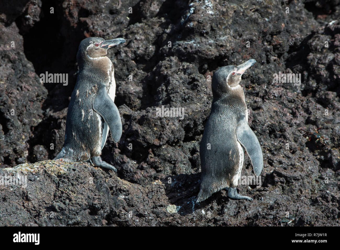 Galápagos-Pinguin (Spheniscus mendiculus), Insel Isabela, Galapagosinseln, Ecuador Stockfoto