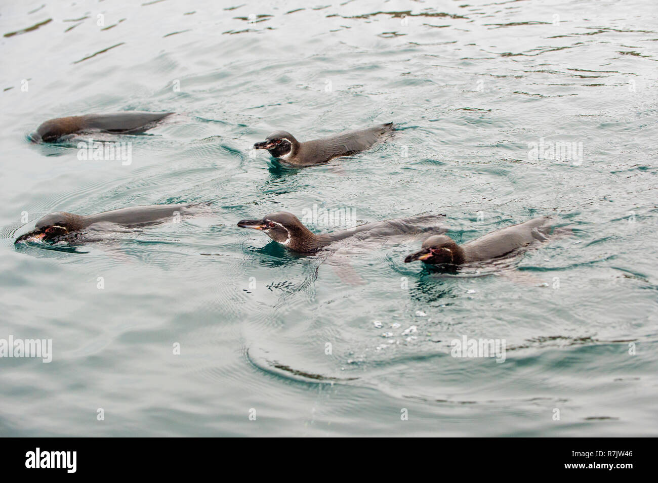 Galápagos-Pinguin (Spheniscus mendiculus), Schwimmen, Insel Isabela, Galapagosinseln, Ecuador Stockfoto