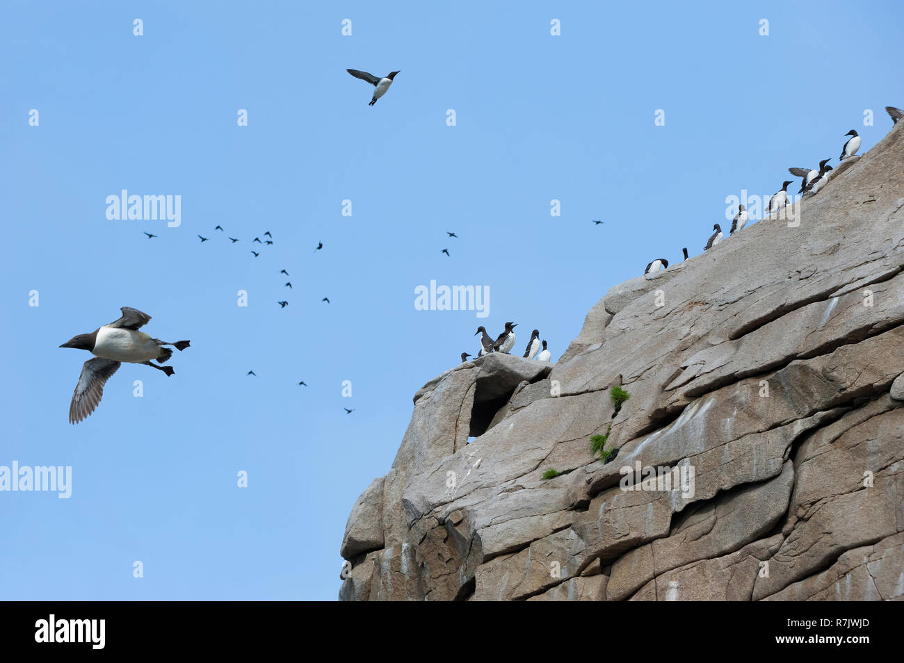 Thick-billed Murres (Uria lomvia) auf Klippen, Tschukotka gehockt, Russland Stockfoto