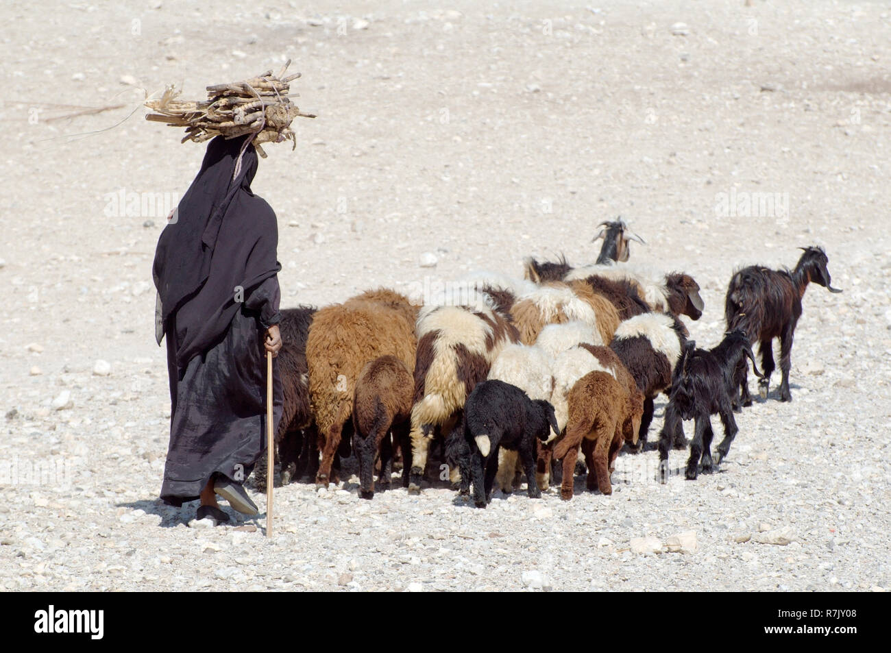Beduinen Frau mit ihren Ziegen, Luxor, Ägypten Stockfoto