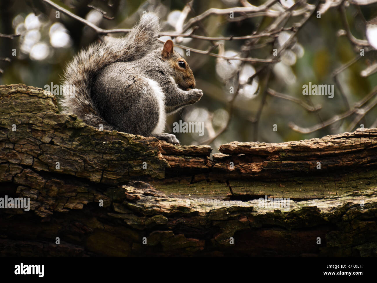Eichhörnchen auf Zweig der Baumstruktur Essen Stockfoto