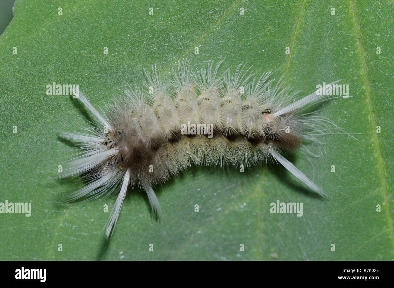 Schaus' Tussock Motte Halysidota schausi, Caterpillar Stockfoto