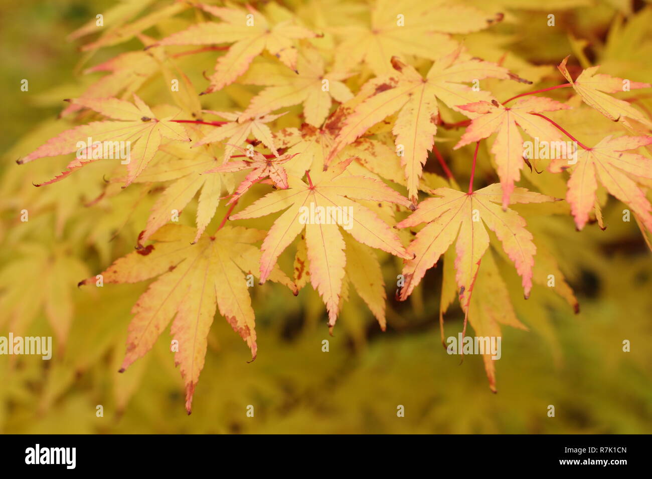 Acer palmatum ango Kaku'. Acer Sango Kaku, eine Koralle Rinde Ahorn Baum angezeigte Farben des Herbstes, UK Garten Stockfoto