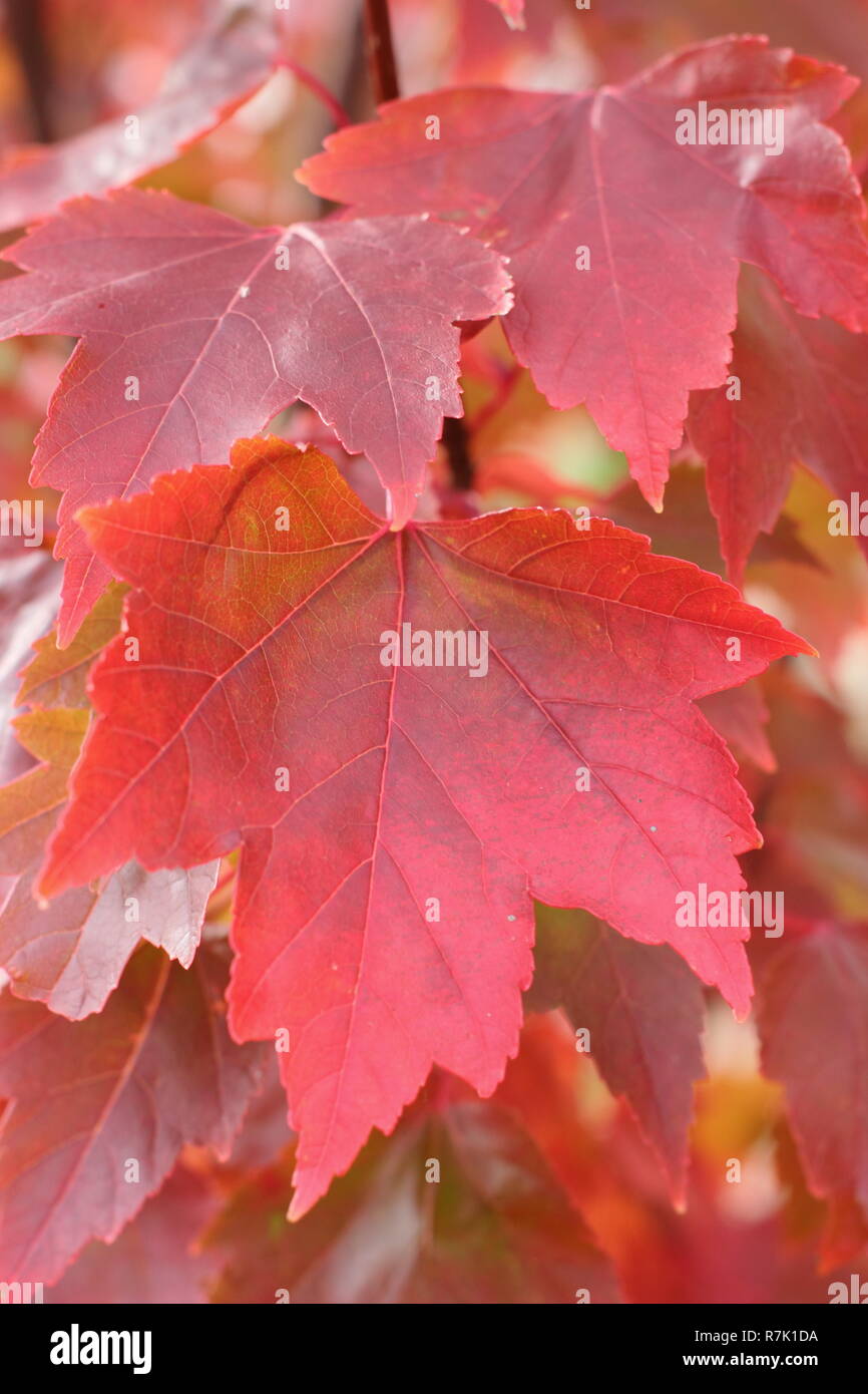Acer rubrum 'Brandywine'. Brandywine Red Maple Baumstruktur, die Farben des Herbstes, Großbritannien. Stockfoto