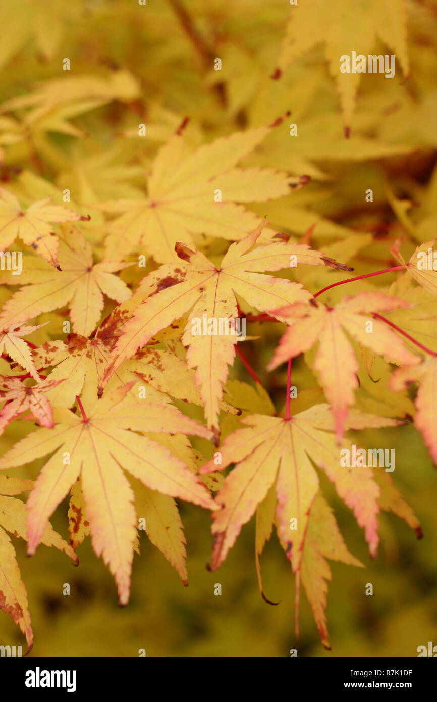 Acer palmatum ango Kaku'. Acer Sango Kaku, eine Koralle Rinde Ahorn Baum angezeigte Farben des Herbstes, UK Garten Stockfoto