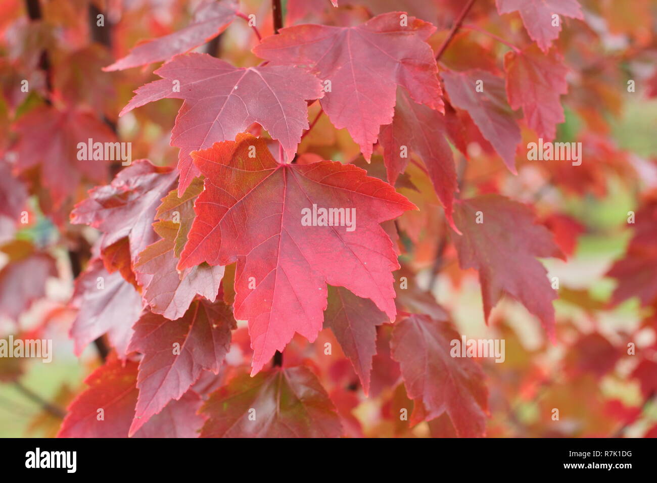 Acer rubrum 'Brandywine'. Brandywine Red Maple Baumstruktur, die Farben des Herbstes, Großbritannien. Stockfoto