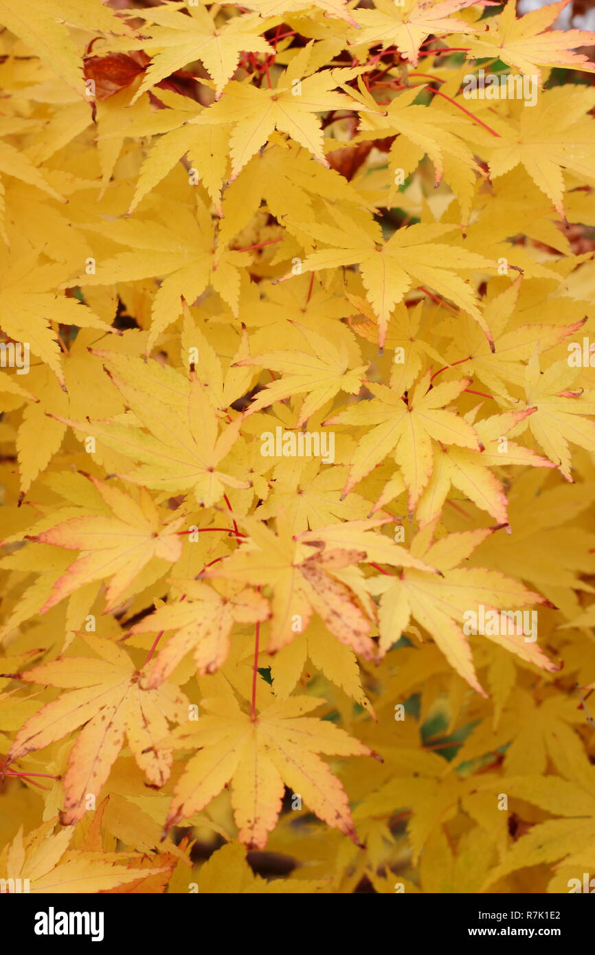 Acer palmatum ango Kaku'. Acer Sango Kaku, eine Koralle Rinde Ahorn Baum angezeigte Farben des Herbstes, UK Garten Stockfoto