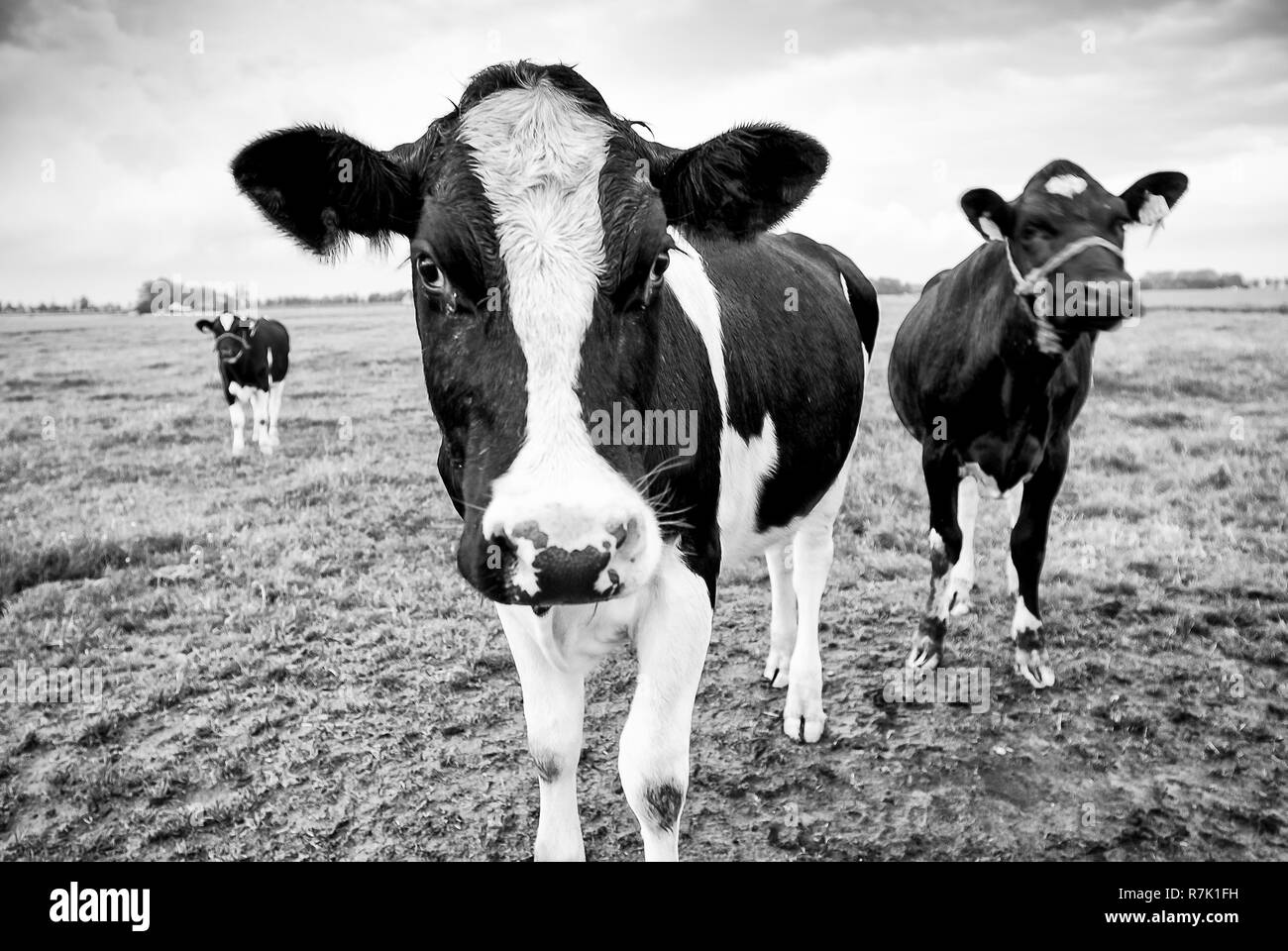 Neugierige Kühe in einer holländischen Landschaft, Holland Stockfoto