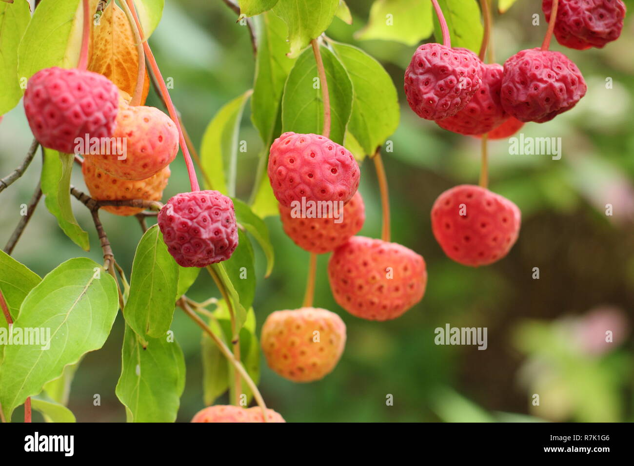Cornus 'Norman Hadden'. Erdbeere wie Früchte von Norman Hadden Hartriegel Baum im Herbst, Oktober, Großbritannien Stockfoto