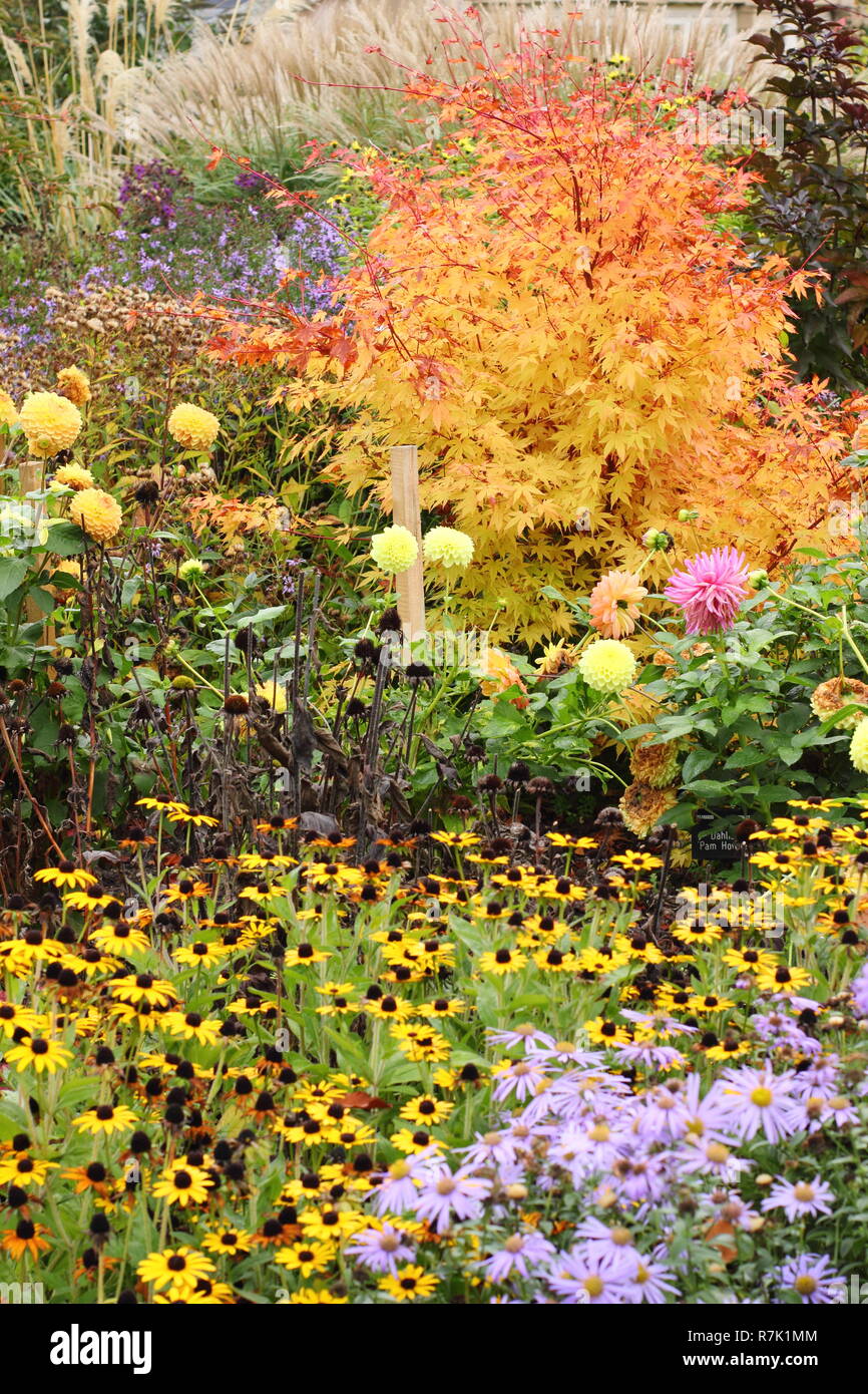 Herbst garten Grenze mit Acer palmatum Sango Kaku, Dahlien, Black Eyed Susan (Rudbeckia hirta) und Astern im Oktober, Großbritannien Stockfoto