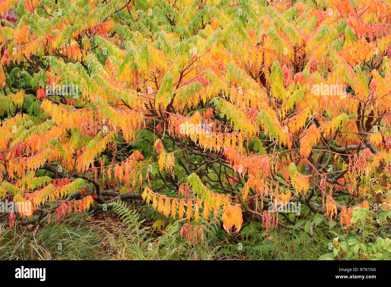 Rhus typhina. In Hirschhorn sumach, einem großen, wuchernde Pflanze, mit lebhaften Farben des Herbstes in einem Englischen Garten, Oktober, Großbritannien Stockfoto