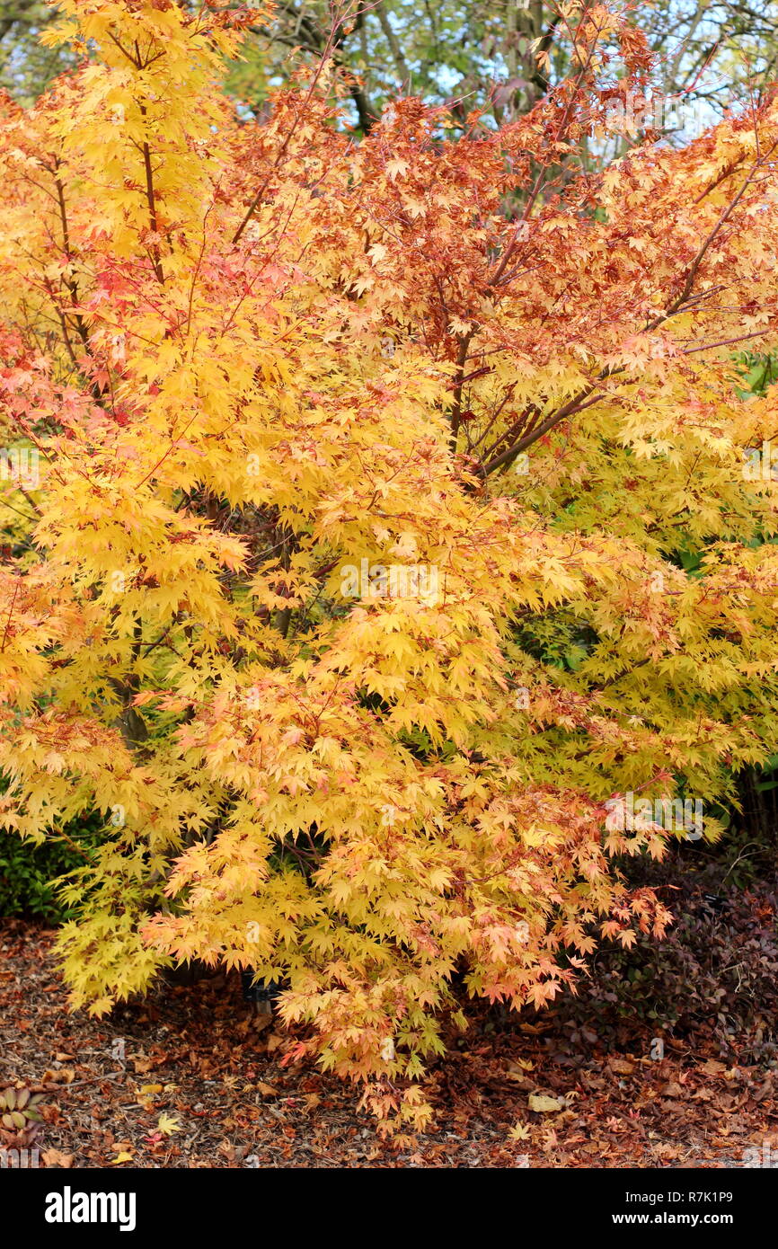 Acer palmatum ango Kaku 'Baum angezeigte Farben des Herbstes, UK Garten Stockfoto