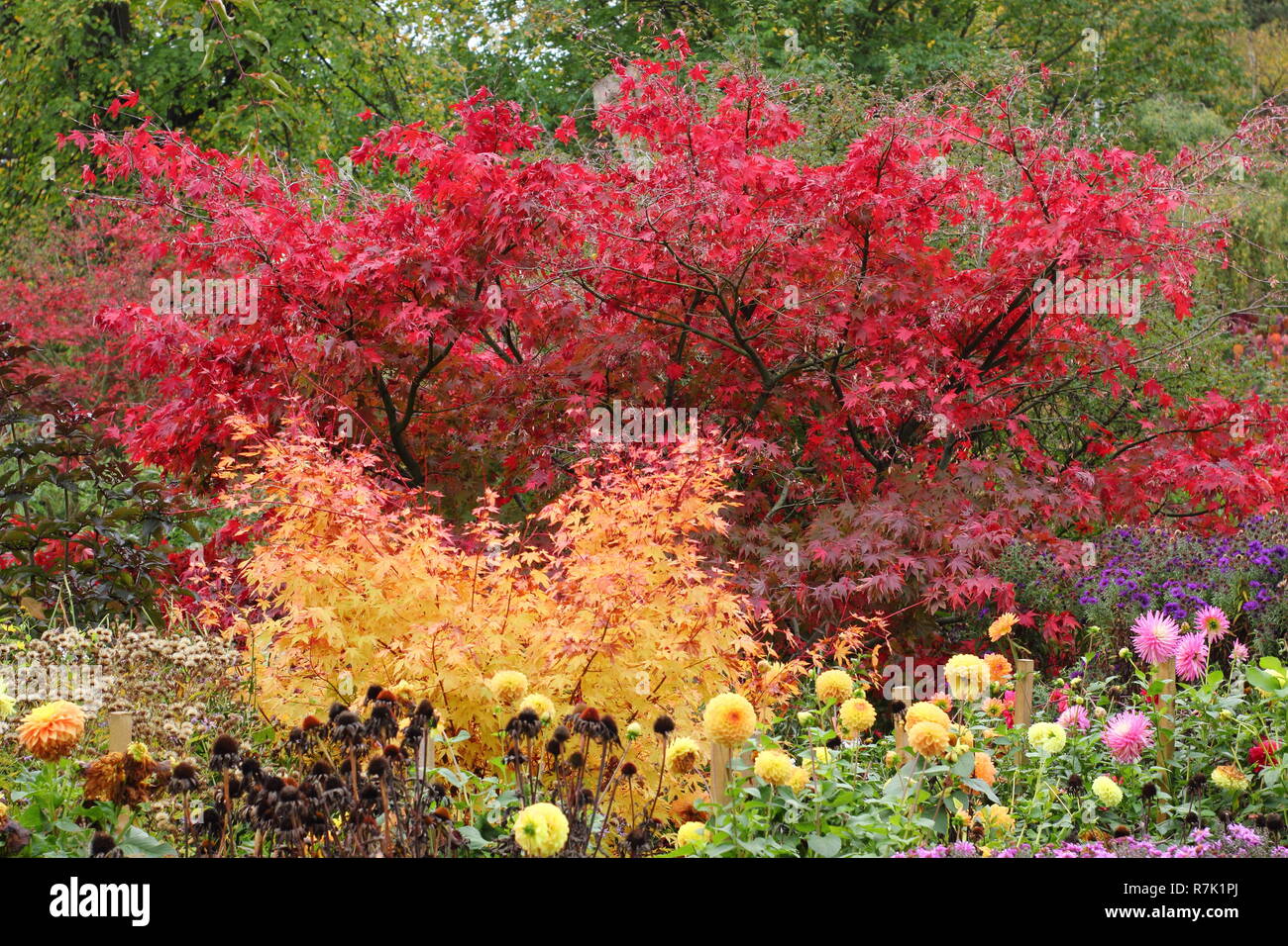 Herbst garten Grenze mit rote Blätter von Acer palmatum Matsukaze Baum, gelbes Laub von Acer palmatum Sango kaku und Dahlie Blumen, Oktober, Großbritannien Stockfoto