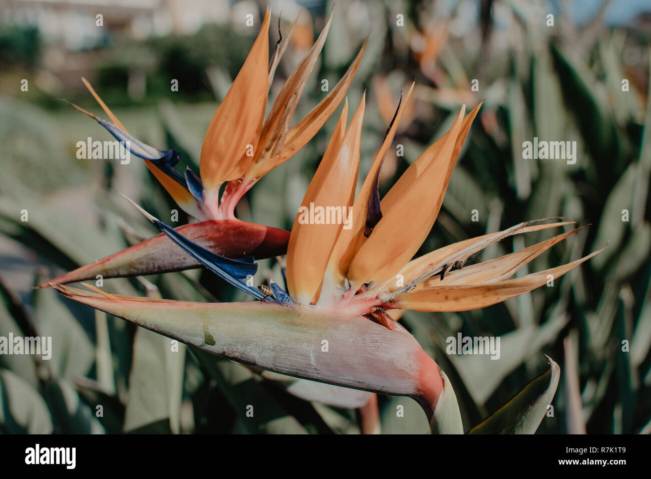 Eine tropische Blume wie Vögel von Paradies mit einer Honigbiene trinken Nektar in Laguna Beach, Kalifornien, USA, bekannt Stockfoto