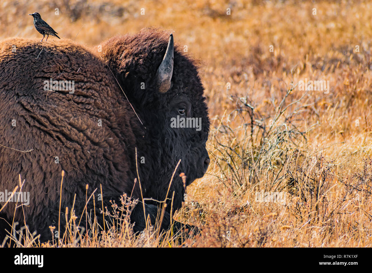 Ein Vogel thront auf einem Amerikanischen Bisons in der Bürste im Yellowstone National Park in Wyoming, USA verlegen Stockfoto