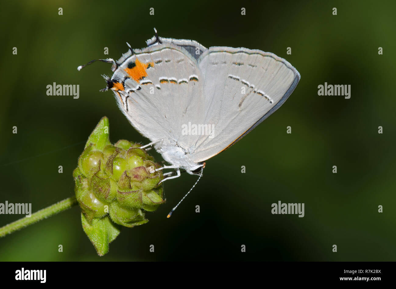 Grau Hairstreak, Strymon melinus Stockfoto