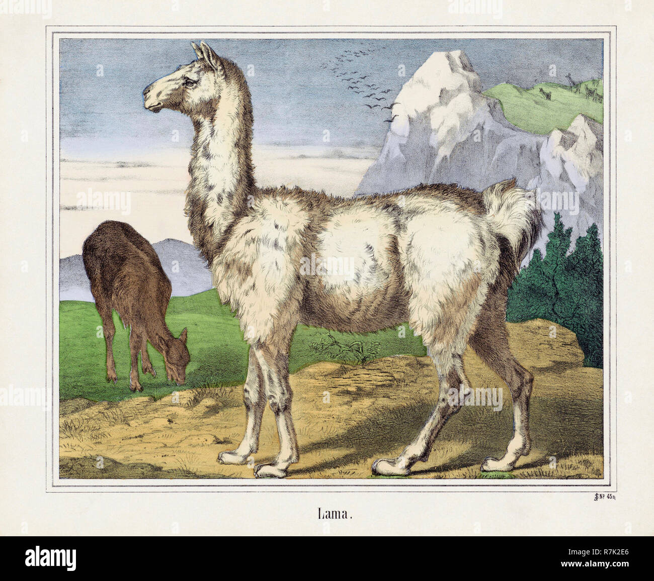 Ein Lama oder Lama. Nach einem 19. Jahrhundert drucken. Stockfoto